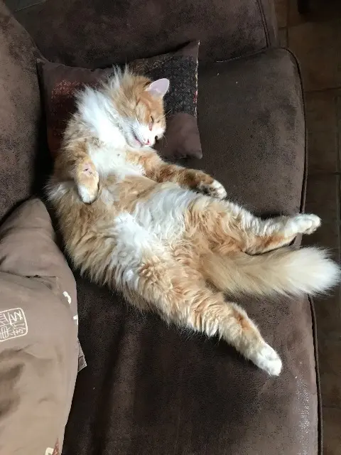 chat lost   26140 Andancette Sheeran