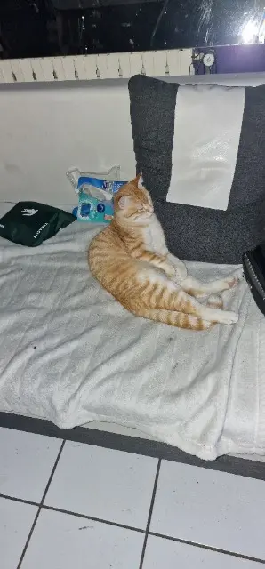 chat lost   26320 Saint-Marcel-lès-Valence Simba