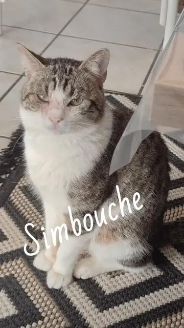 chat lost   26500 Bourg-lès-Valence Simbouche