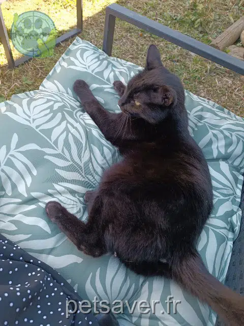 gatto lost   26100 Romans-sur-Isère Soprano