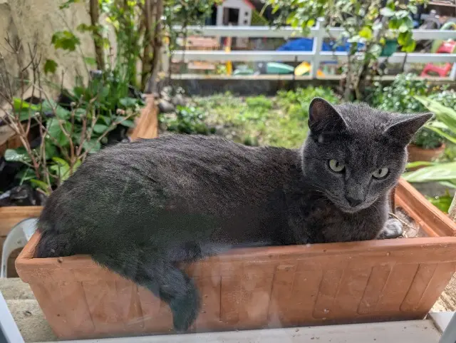 chat lost   26320 Saint-Marcel-lès-Valence Sparrow