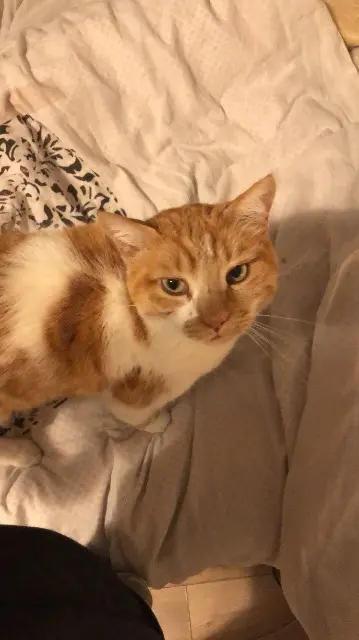 chat lost   26300 Chatuzange-le-Goubet Squatteur
