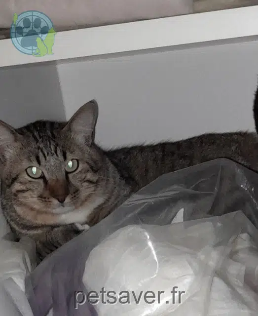 Kater vermisst 26300 Charpey Sweety Kater lost 26300 Charpey Sweety