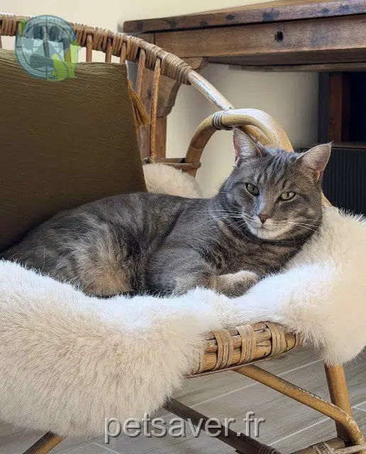 chat lost   26240 Saint-Barthélemy-de-Vals Tokyo