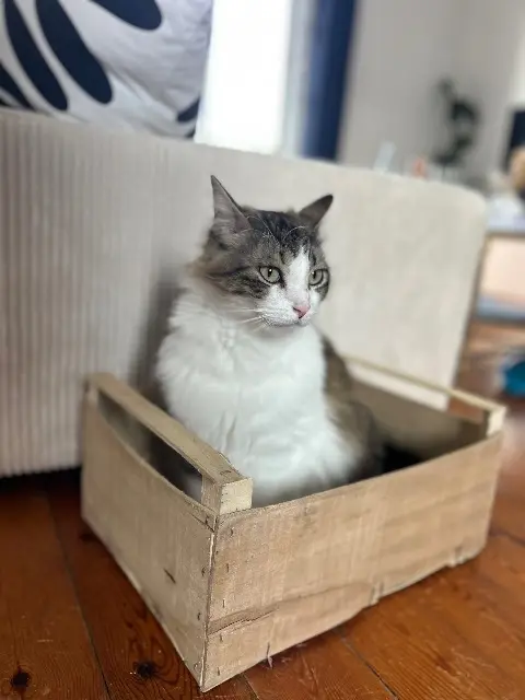 chat lost   26190 Saint-Jean-en-Royans Tommy