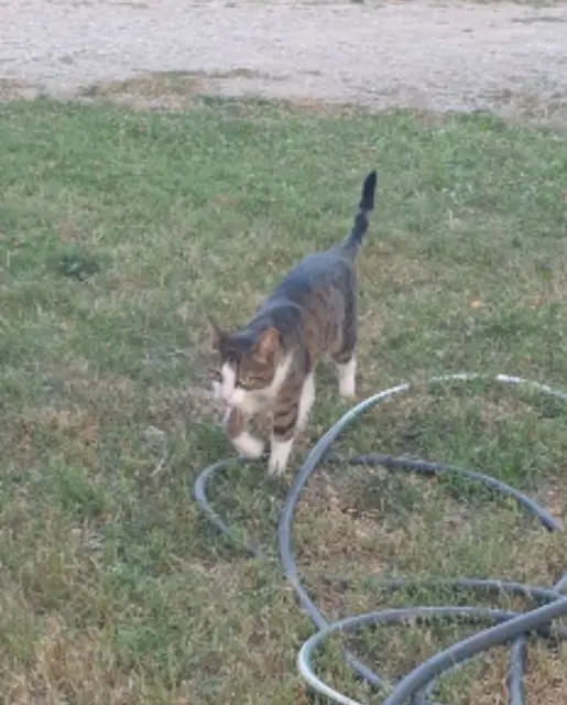 chat lost   26500 Bourg-lès-Valence Unix