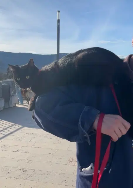 kater vermist 26000 Valence Aristote kater lost 26000 Valence Aristote