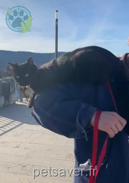 gatto perso 26000 Valence Aristote gatto lost 26000 Valence Aristote