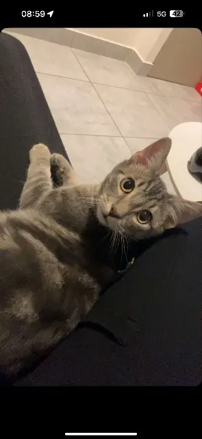 chat lost   26000 Valence chanel