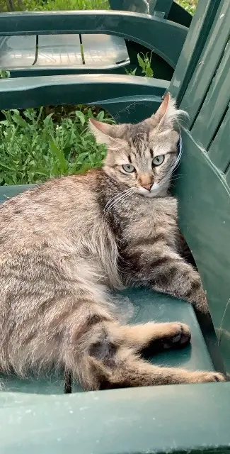 chat lost   26000 Valence Homer