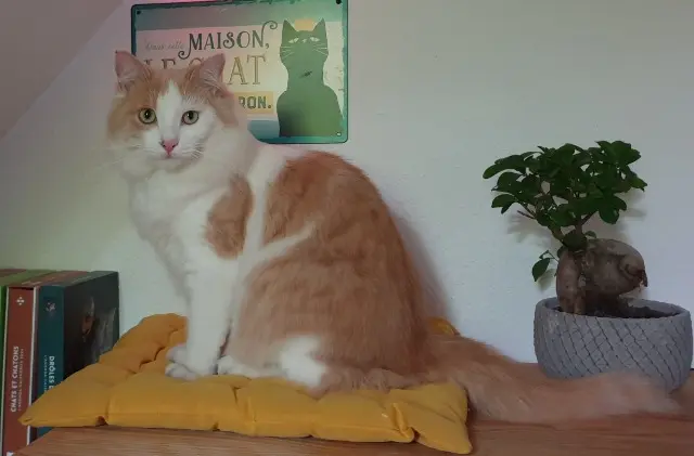 chat lost   26000 Valence Inndhou