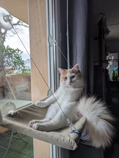 chat lost   26000 Valence Innhdou