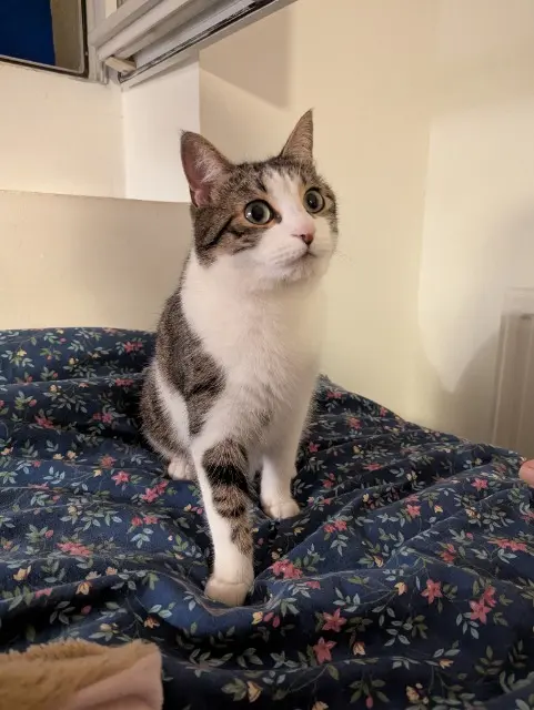 chat lost   26000 Valence Loic