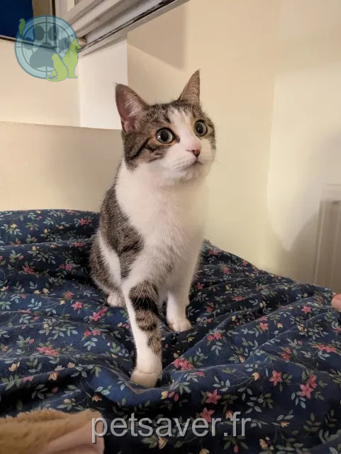 Kater vermisst 26000 Valence Loic Kater lost 26000 Valence Loic