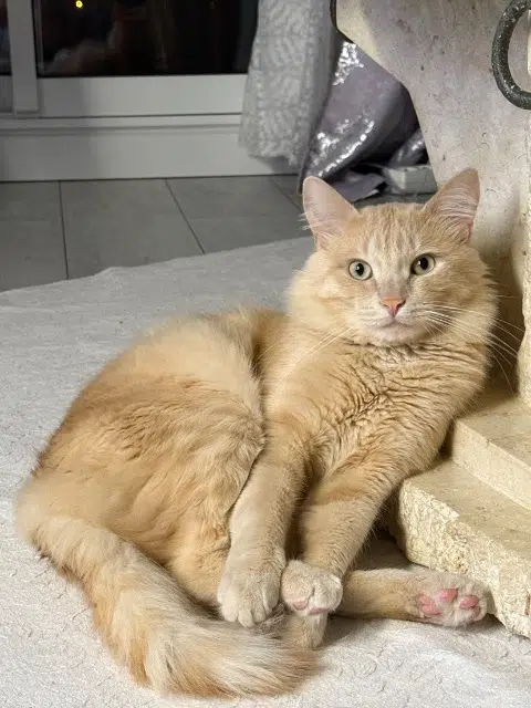 chat lost   26000 Valence Léo