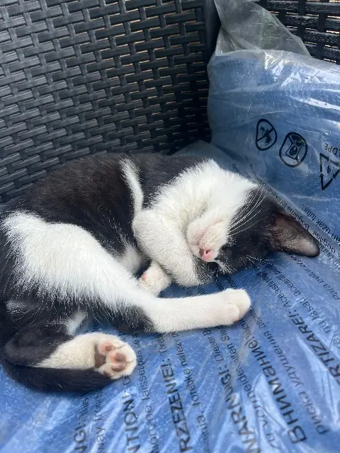 chat lost   26000 Valence Minette