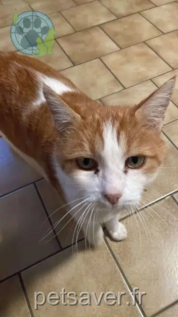 gato perdido 26000 Valence Nono gato lost 26000 Valence Nono