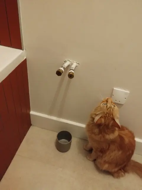 chat lost   26000 Valence Pastis