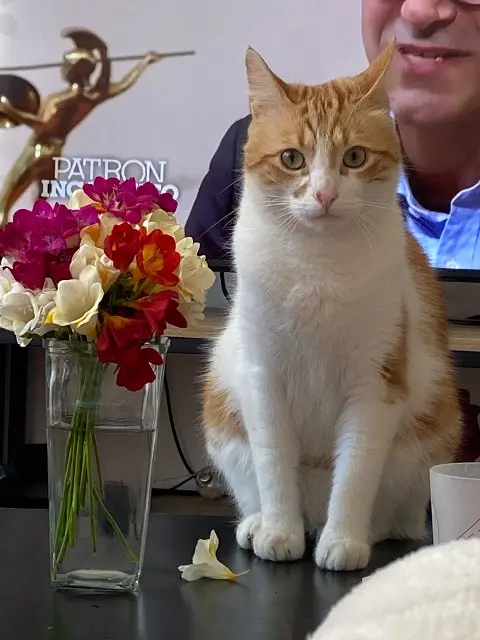 chat lost   26000 Valence Sasha