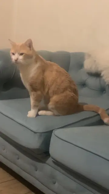 chat lost   26000 Valence Simboush