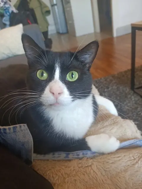 chat lost   26000 Valence Stitch