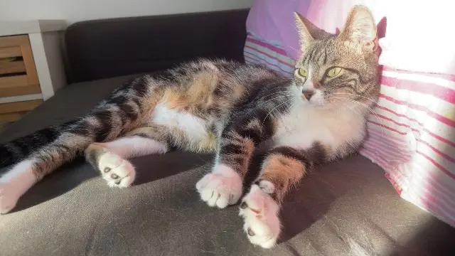 chat lost   26790 Tulette Walter