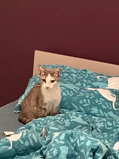 chat lost   26100 Romans-sur-Isère Waouh