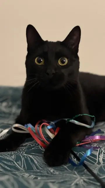 gato perdido 26200 Montélimar Xérès gato lost 26200 Montélimar Xérès