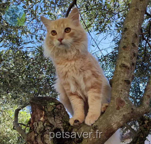 chat lost   26200 Montélimar Yoshi