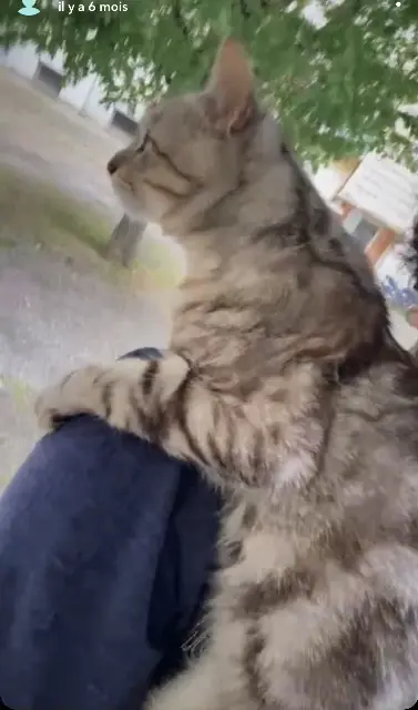 chat lost   26200 Montélimar Yumi