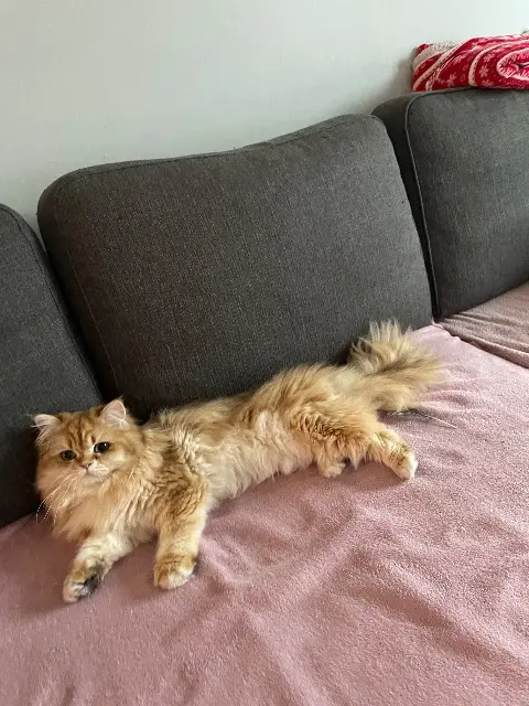 chat lost   26600 Chantemerle-les-Blés Zack