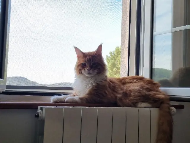 chat lost   26160 La Bégude-de-Mazenc Zap
