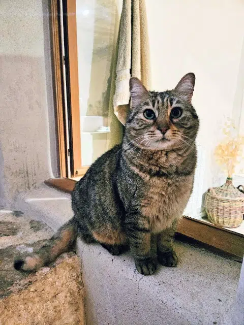 chat lost   26170 La Roche-sur-le-Buis Zeno