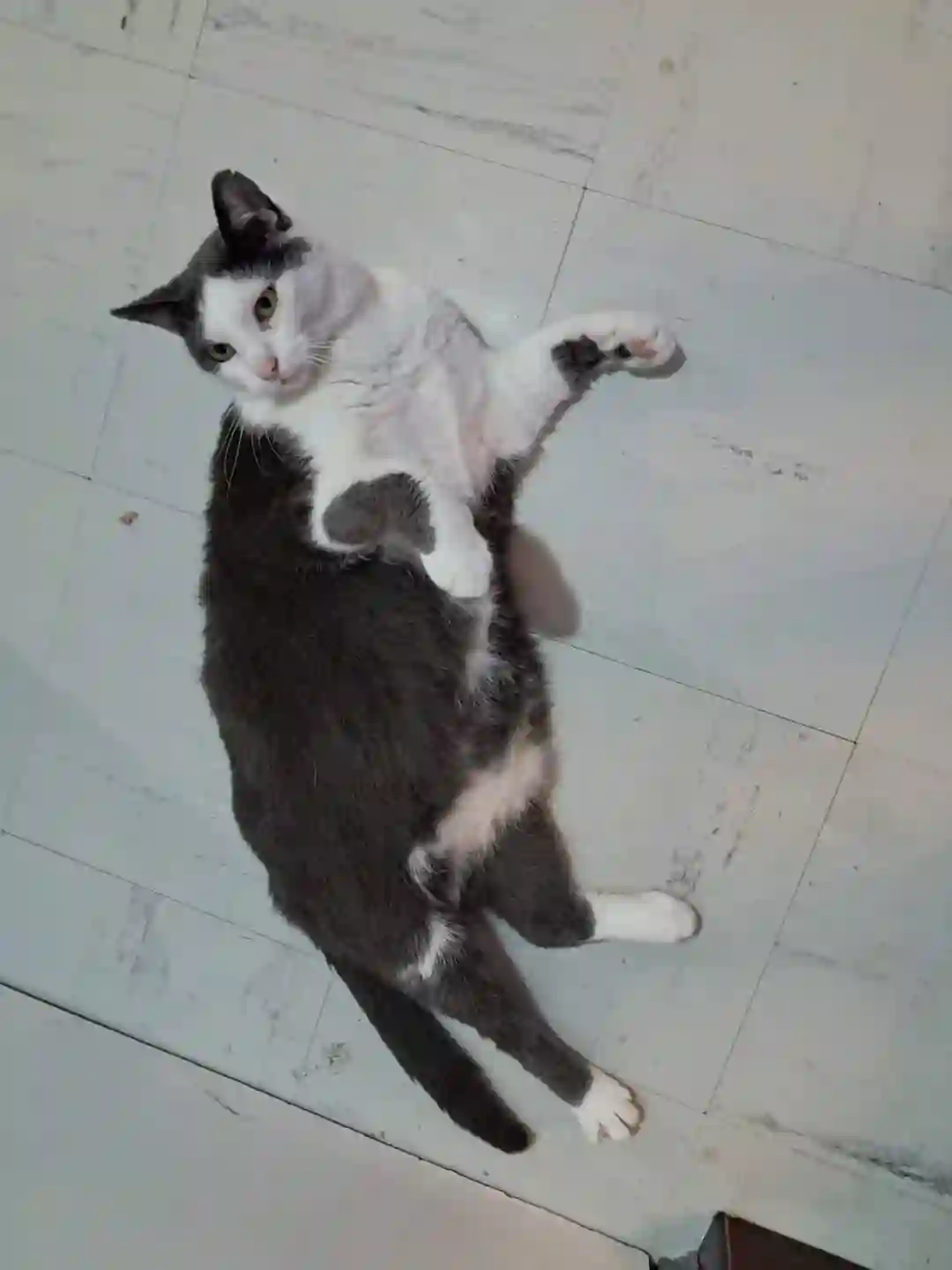 Chat Perdu 26 Drôme - Zigzag Chat Perdu 26 Drôme - Zigzag