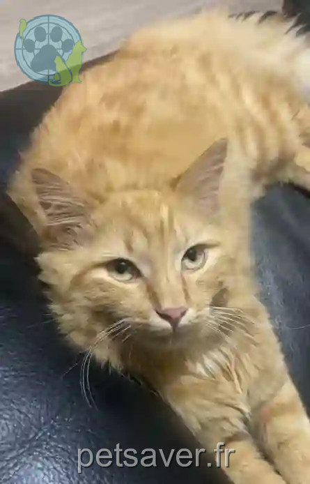 Chat Perdu 26 Drôme - Zitoun Chat Perdu 26 Drôme - Zitoun