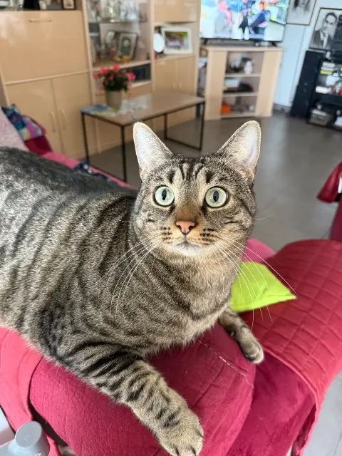 chat lost   26100 Romans-sur-Isère Zouk