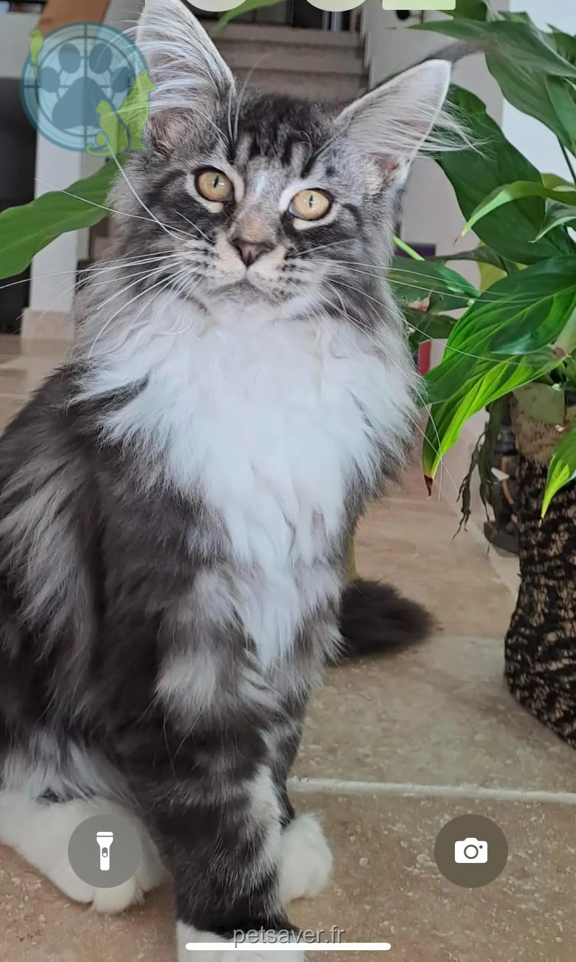 Chat Perdu 26 Drôme Chat Perdu 26 Drôme