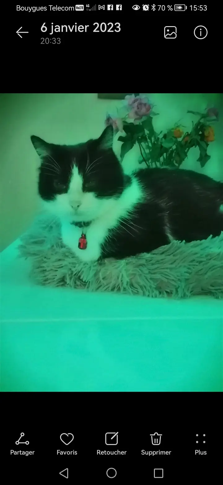 Chat Perdu 26 Drôme Chat Perdu 26 Drôme