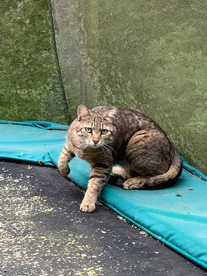 Chat Perdu 27 Eure Chat Perdu 27 Eure