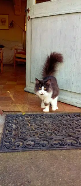 gatto perso 27210 Saint-Sulpice-de-Grimbouville Addams gatto lost 27210 Saint-Sulpice-de-Grimbouville Addams