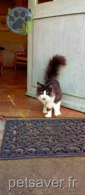 chat perdu 27210 Saint-Sulpice-de-Grimbouville Addams chat lost 27210 Saint-Sulpice-de-Grimbouville Addams