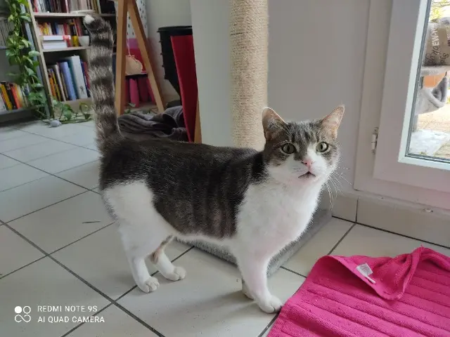 chat lost   27350 Routot ADDIS