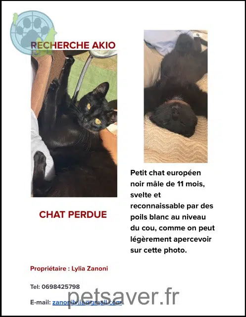 gatto perso 27600 Gaillon Akio gatto lost 27600 Gaillon Akio