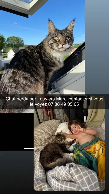 chat lost   27400 Louviers Aslan