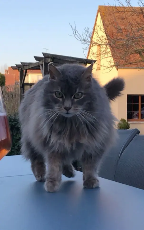Chat Perdu 27 Eure - Baloo Chat Perdu 27 Eure - Baloo