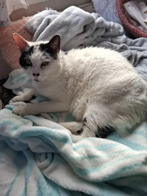chat lost   27540 Ivry-la-Bataille Bibou