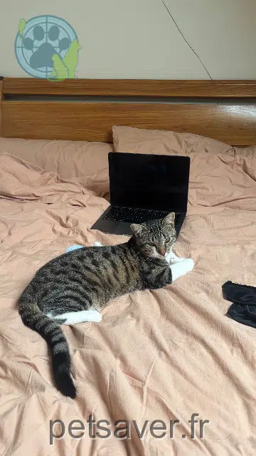 chat lost   27200 Vernon Biscuit