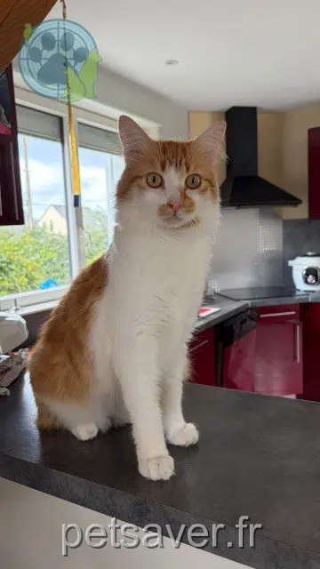 chat lost 27670 Bosroumois Yoshi