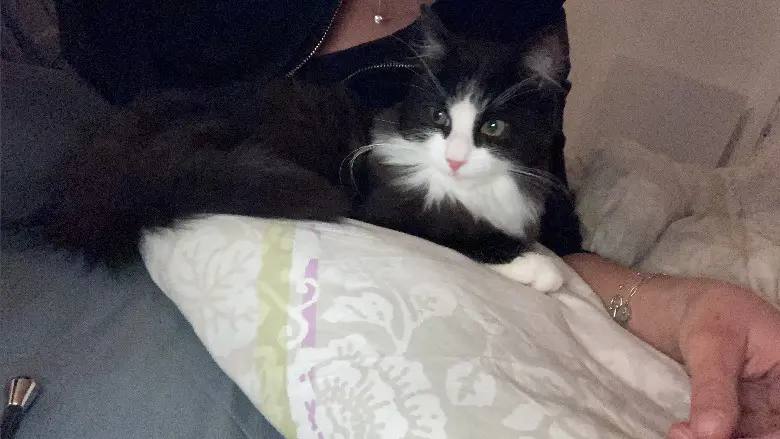 Chat Perdu 27 Eure - Bounty Chat Perdu 27 Eure - Bounty