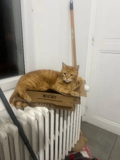 chat lost   27000 Évreux Capone
